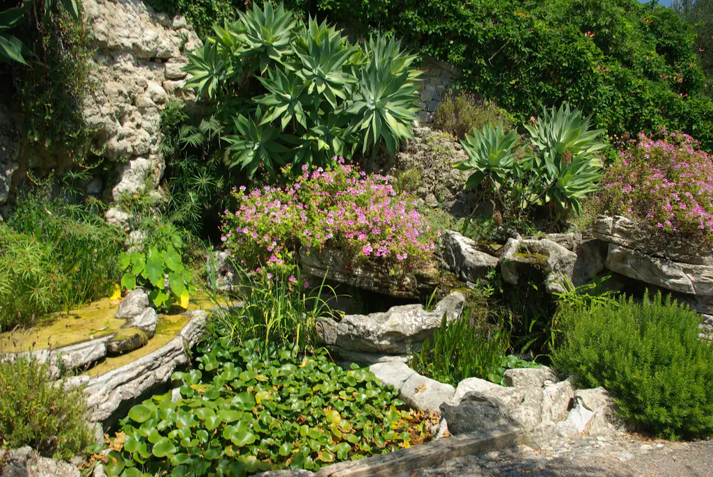 Massifs de plantes grasses au jardin botanique Hanbury