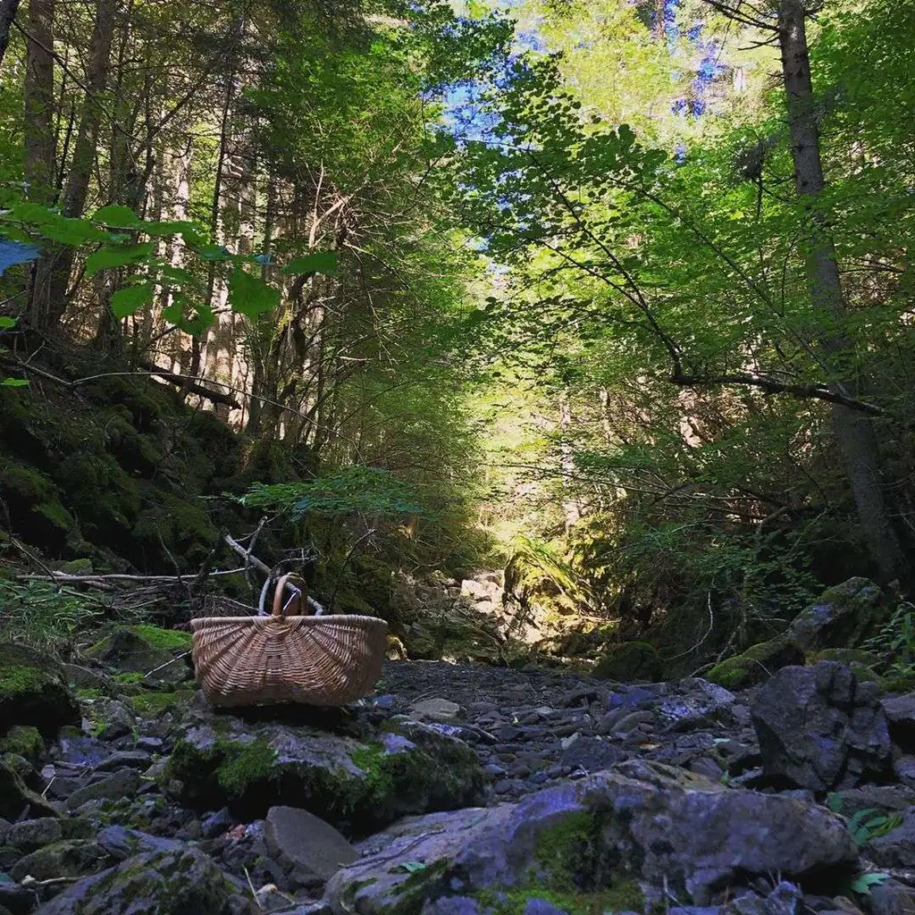 Torrente nel bosco lungo il sentiero ad anello di Pigna