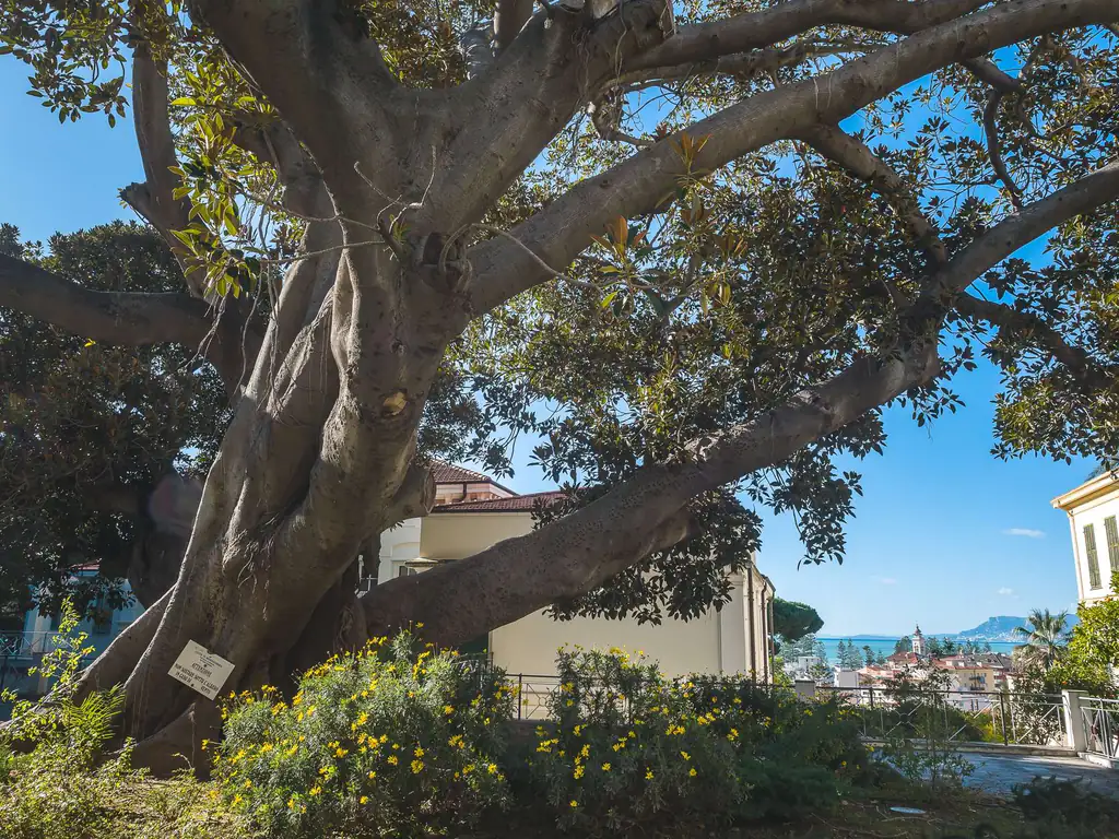 Grande ficus secolare in un giardino di Bordighera