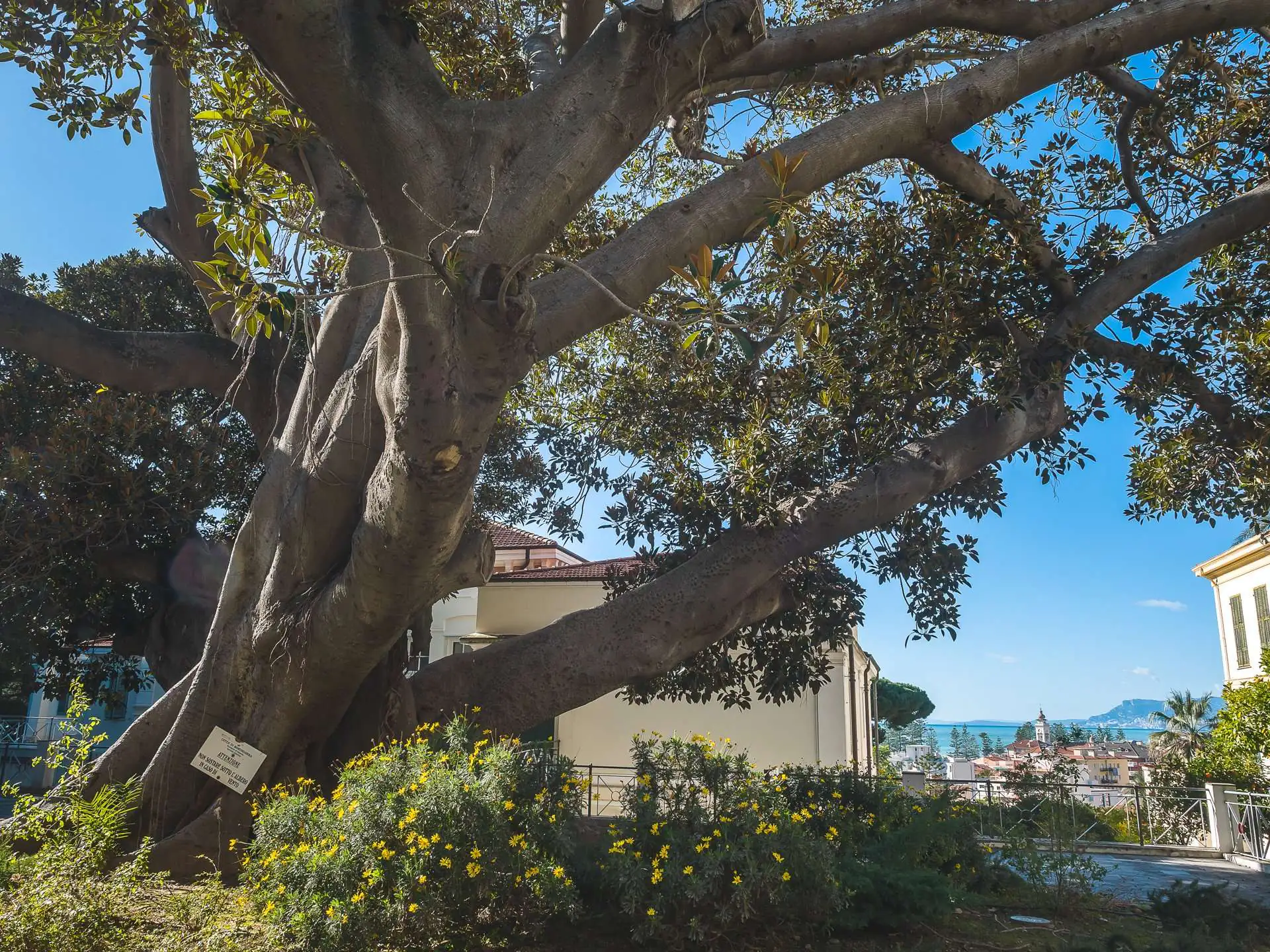 Grande ficus secolare in un giardino di Bordighera