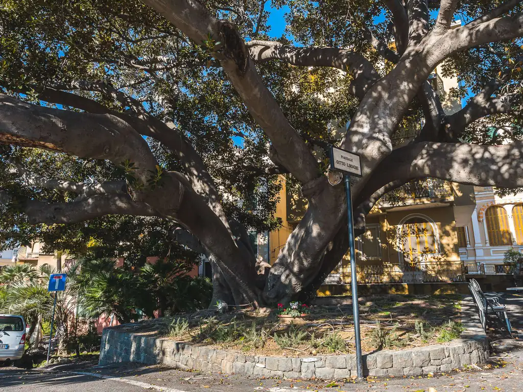 Albero secolare con rami intrecciati a Bordighera