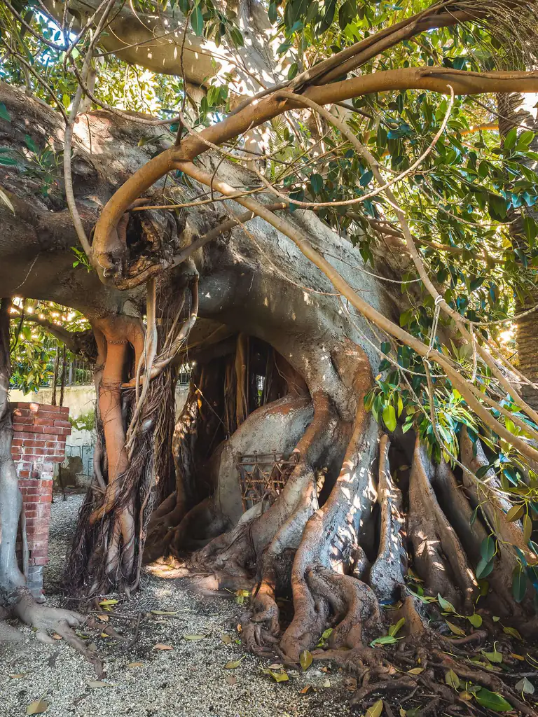 Ficus secolare con radici aeree nel giardino del Museo Bicknell