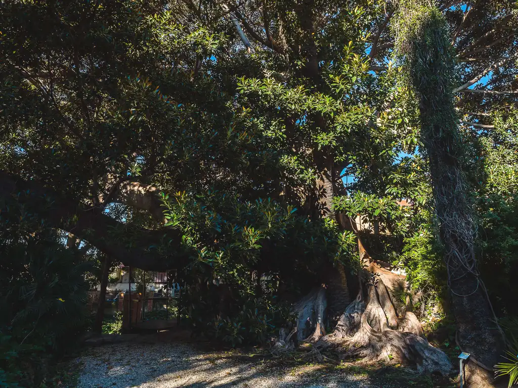 Jardin ombragé avec palmiers et arbres centenaires à Bordighera