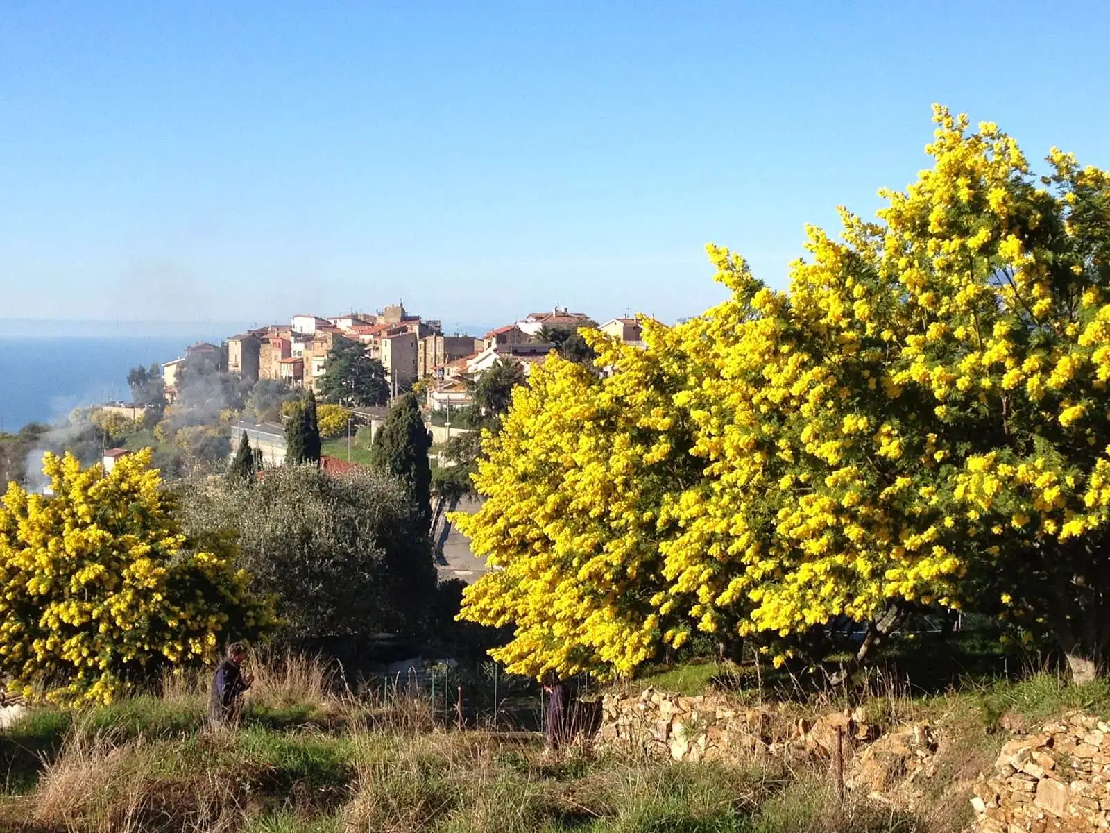 Vista sul borgo di Seborga con le mimose in fiore