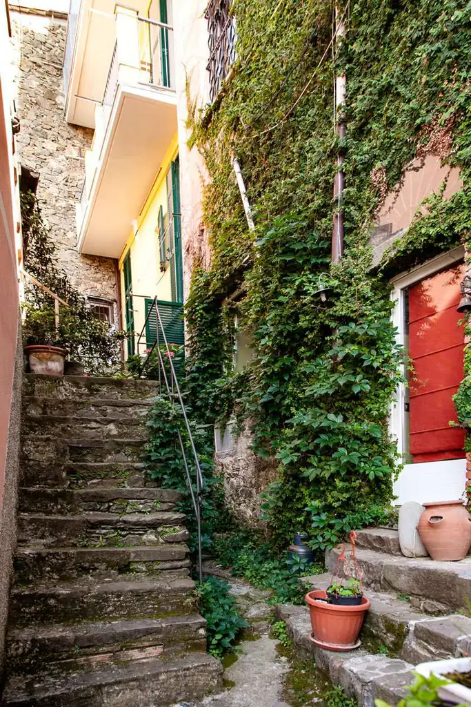 Steps and climbing plants in the alleys of Corniglia