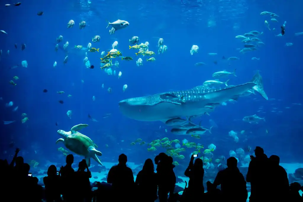 Besucher vor dem großen Becken im Aquarium von Genua