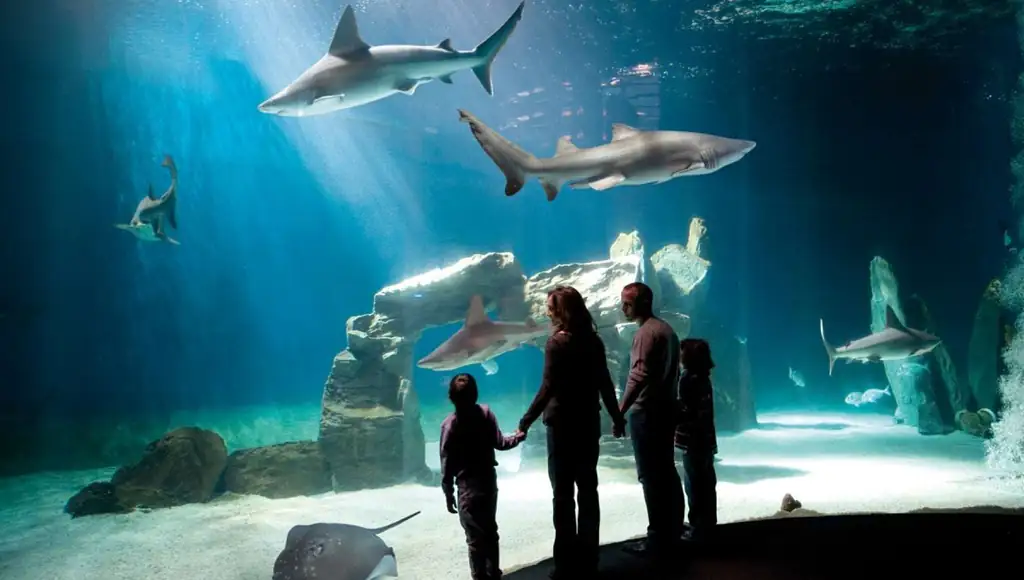 Squali nella vasca dell'Acquario di Genova