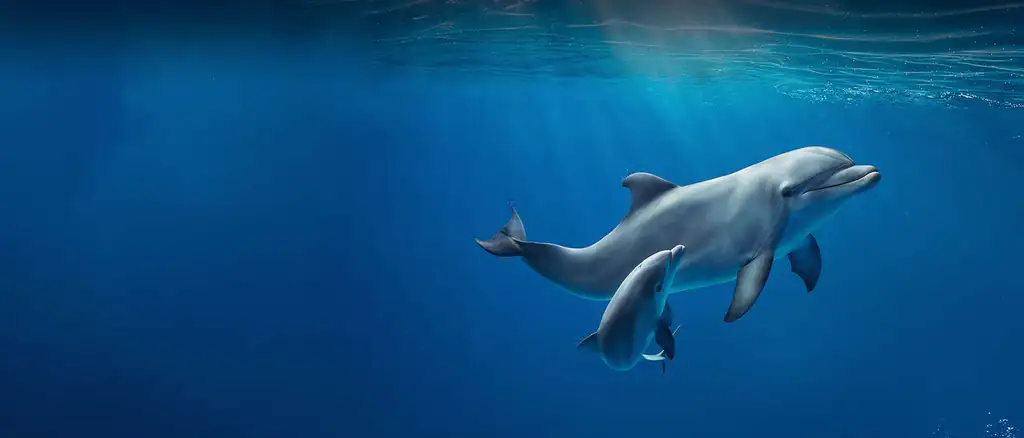 Delfino che nuota all'Acquario di Genova
