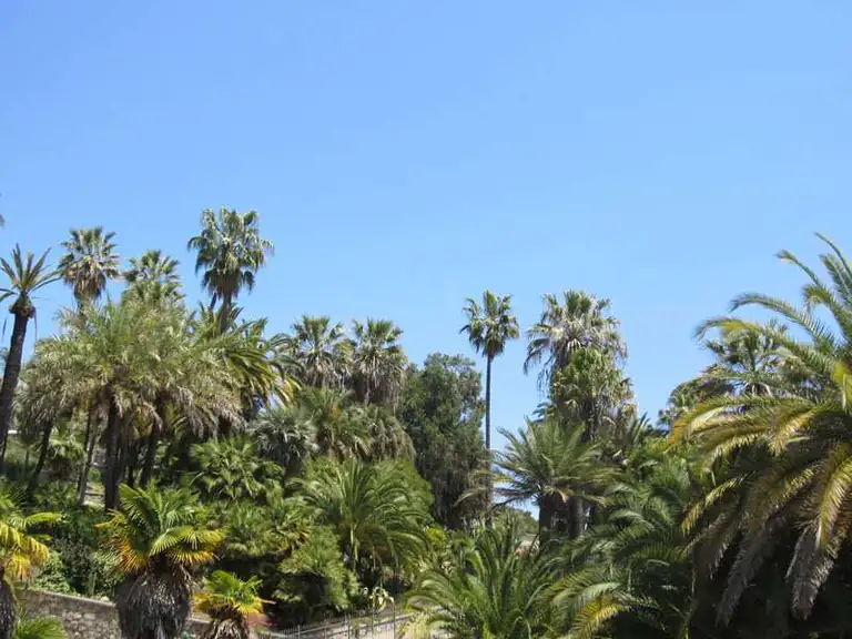 Palme lungo il Sentiero del Beodo a Bordighera