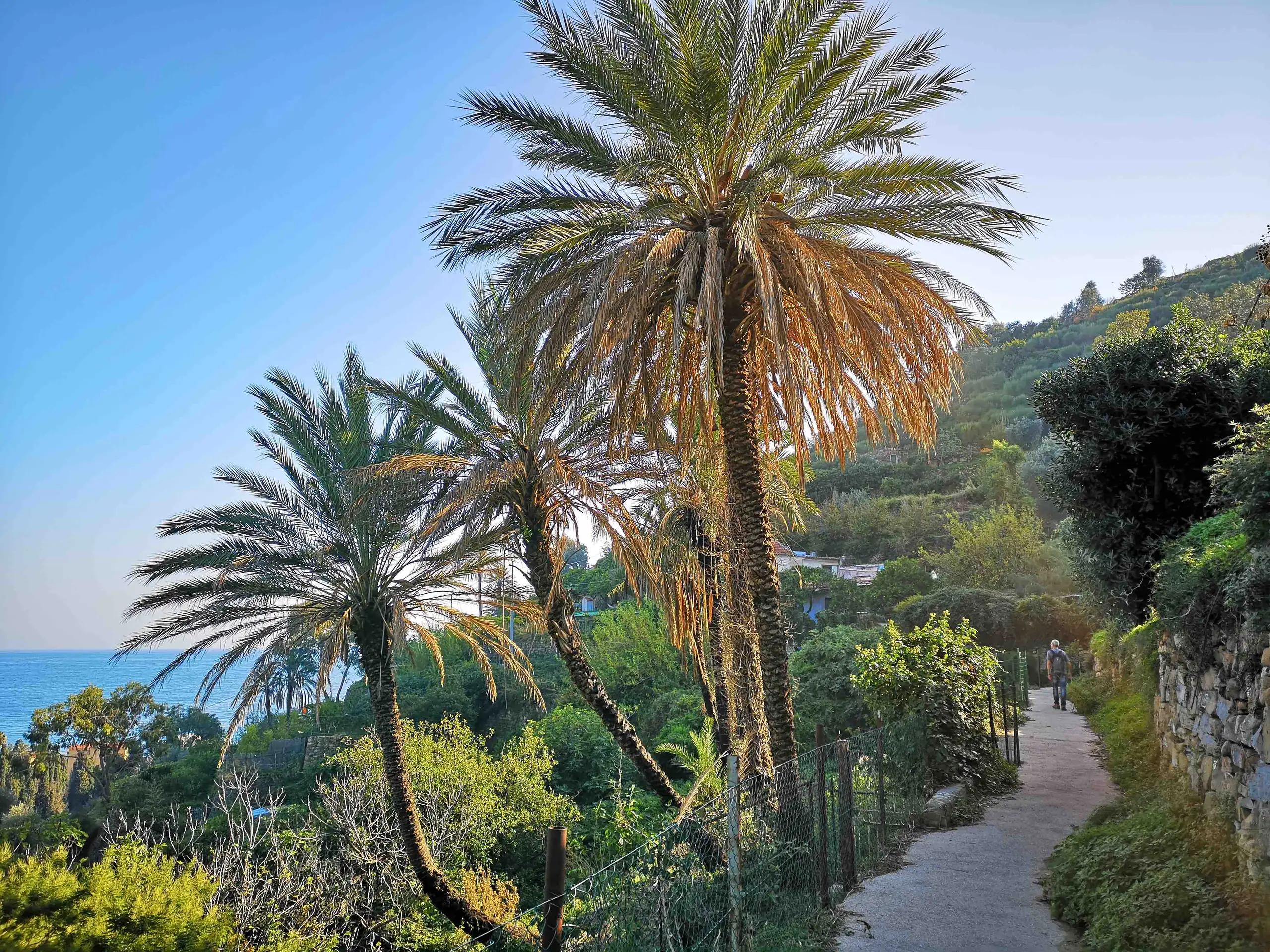 Palmiers et végétation le long du sentier du Beodo