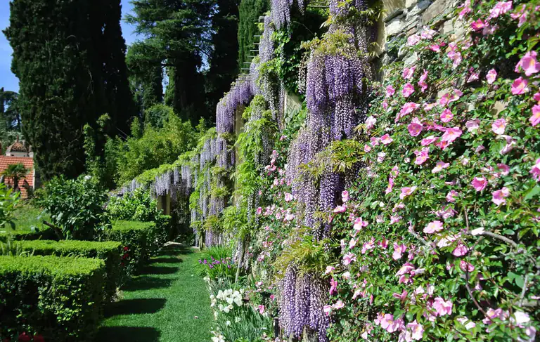 Glicine in fiore nei Giardini di Villa della Pergola ad Alassio
