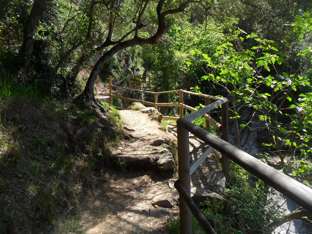 Sentiero Azzurro tra gli alberi alle Cinque Terre
