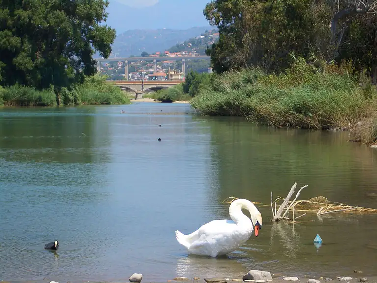 Cigno nell'Oasi del Nervia a Ventimiglia