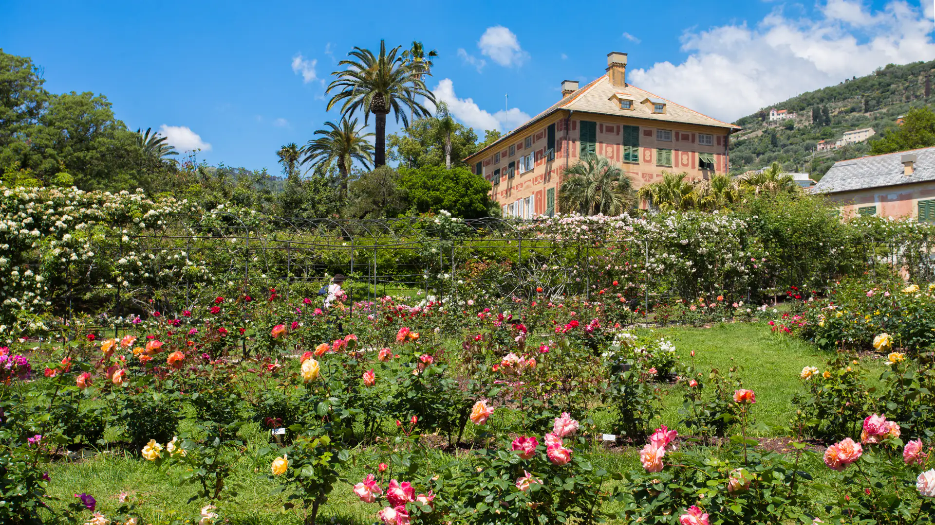 Roseto e villa nei Parchi di Nervi a Genova