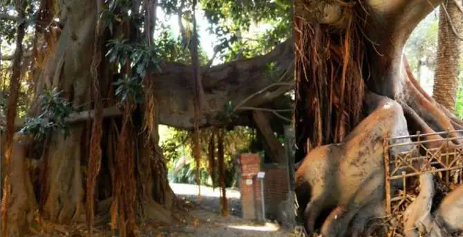 Ficus monumental aux racines aériennes à Bordighera