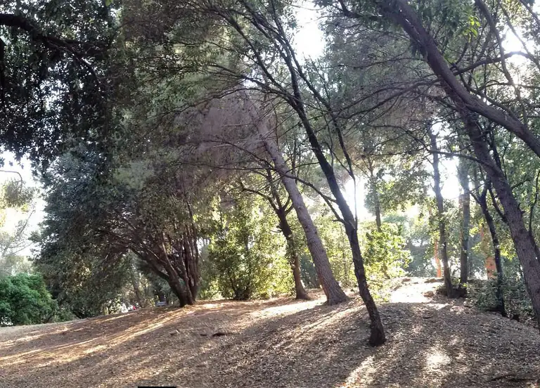 Pineta Bottini a Celle Ligure