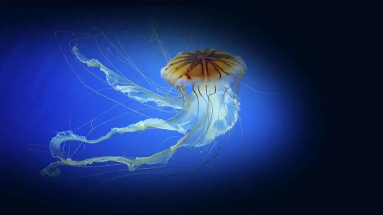 Qualle im Quallensaal des Aquariums von Genua