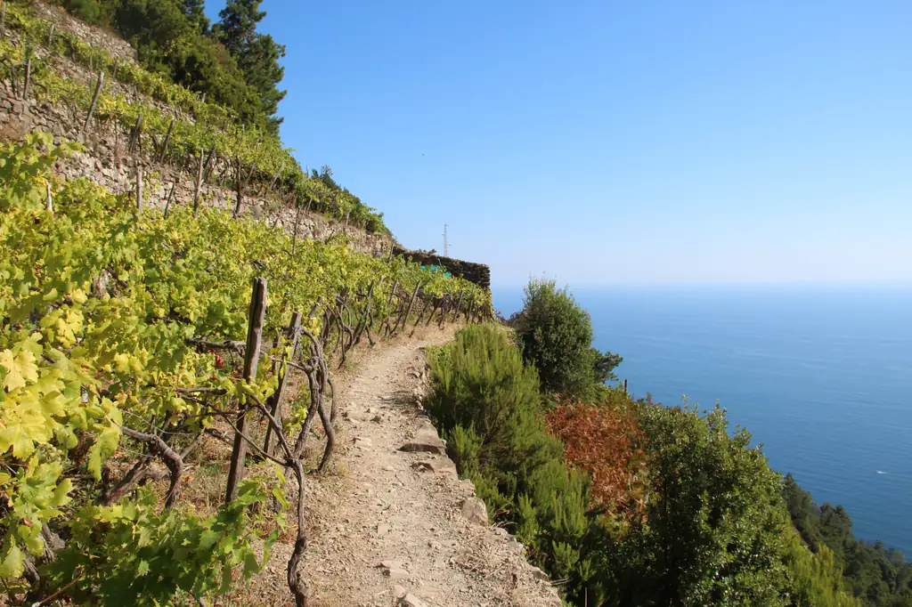 Trail through the vineyards from Corniglia to Manarola