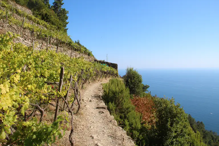 Sentiero tra i vigneti da Corniglia a Manarola