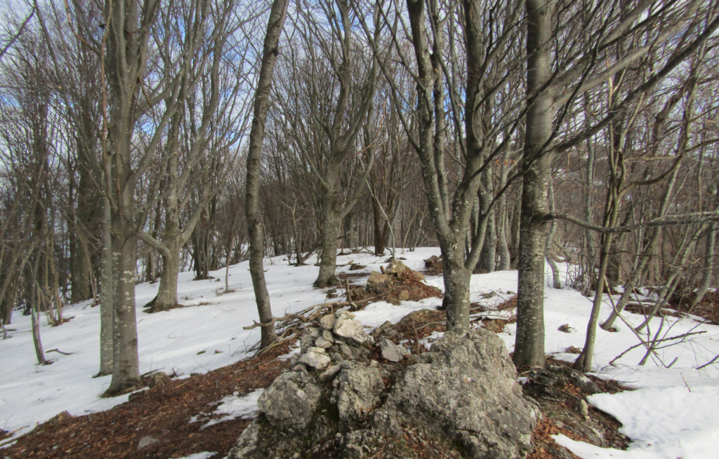 La faggeta sul crinale del monte Carmo di Loano