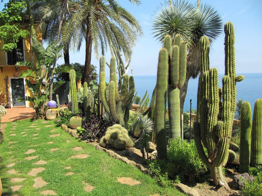 Cactus colonnari e agavi del Giardino Esotico Pallanca con il mare sullo sfondo