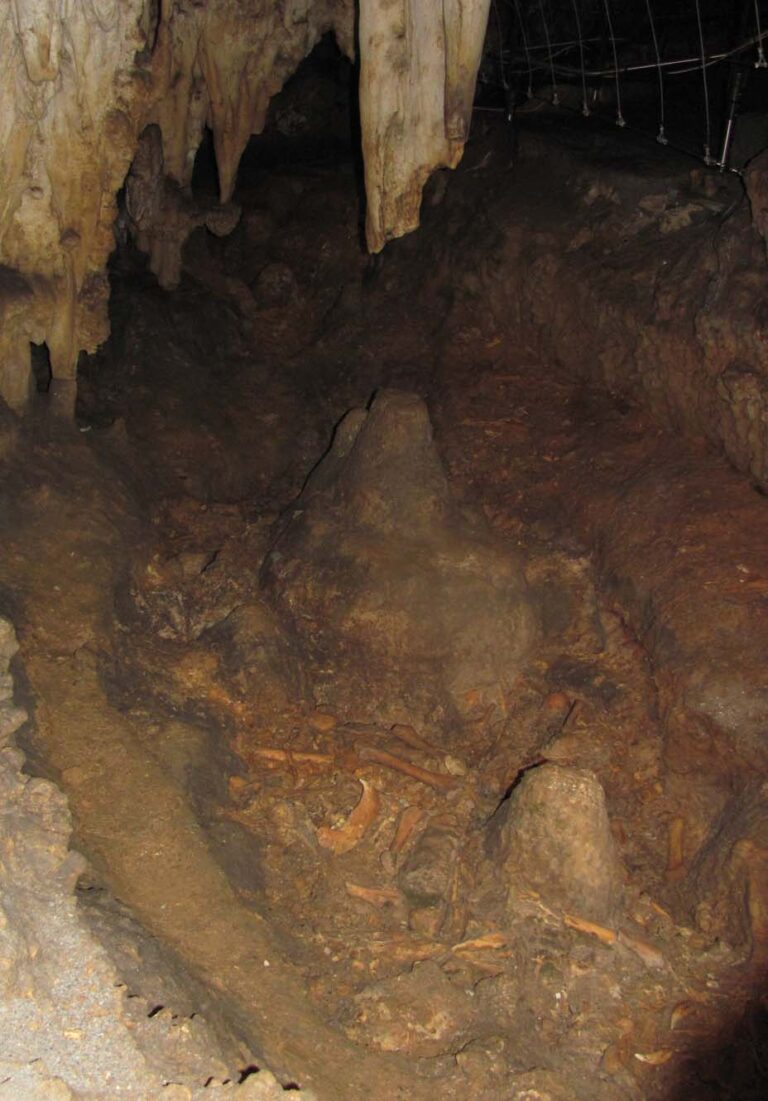 Ossa di orso delle caverne nel Cimitero degli Orsi, Grotta della Bàsura a Toirano