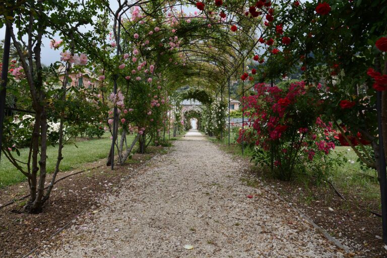 Il roseto dei Parchi di Nervi in primavera