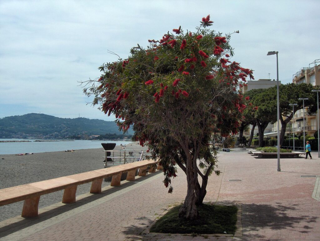 La passeggiata a mare di San Bartolomeo al Mare