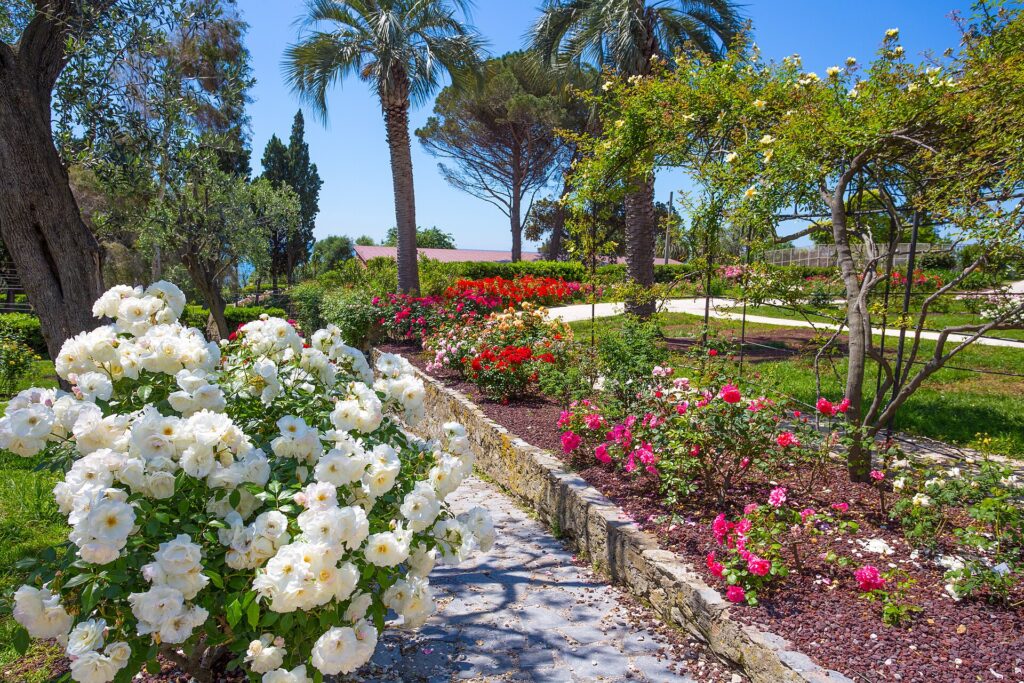 Rose bianche e rosse nel roseto dei Parchi di Nervi