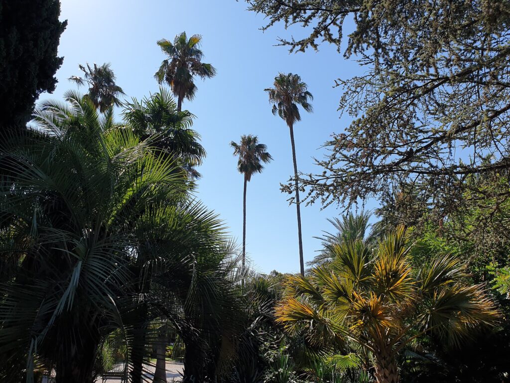 Il palmeto del parco di Villa Ormond a Sanremo