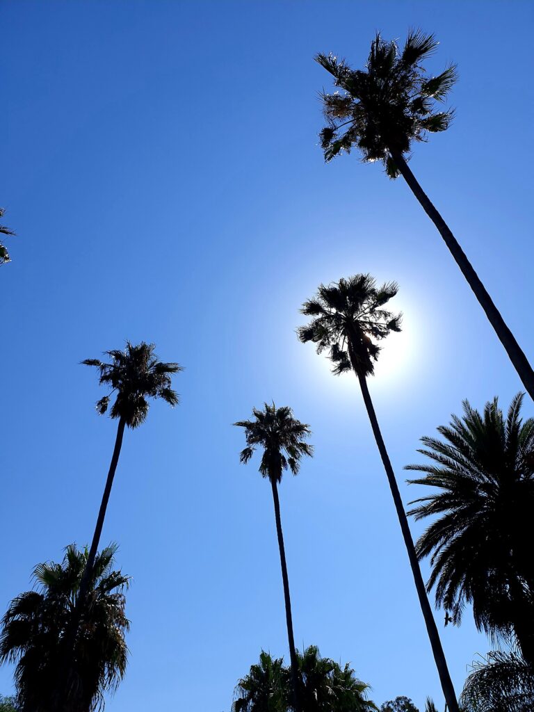 Le palme Washingtonia nei giardini di Villa Ormond