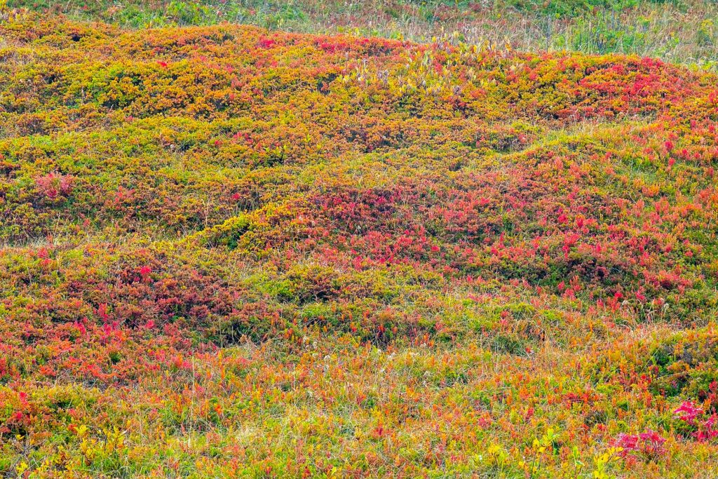 Fioritura sul Monte Maggiorasca