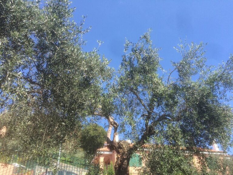 Ulivi in via Boccetti, a Bardino Nuovo