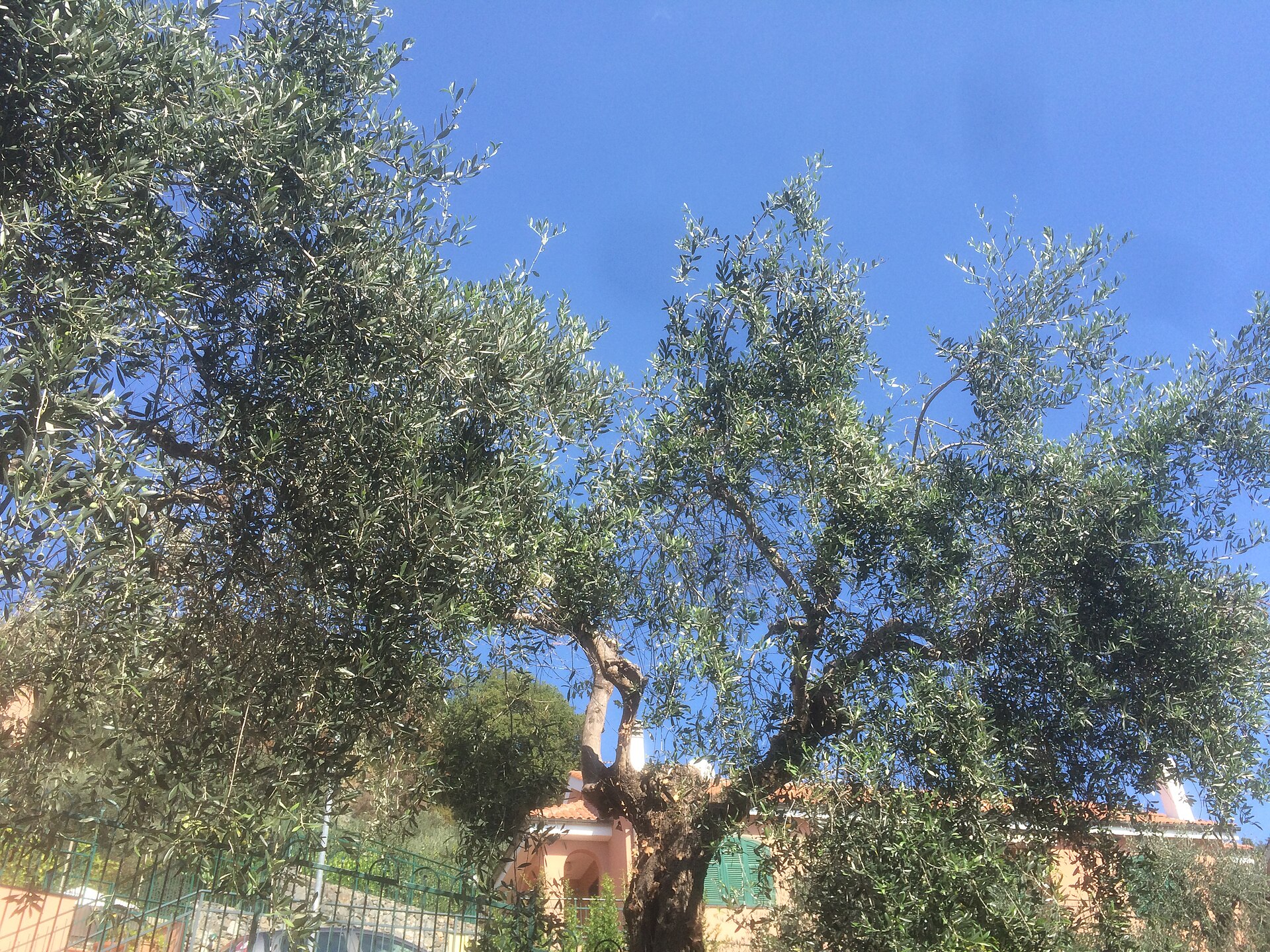 Ulivi in via Boccetti, a Bardino Nuovo